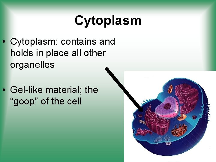 Cytoplasm • Cytoplasm: contains and holds in place all other organelles • Gel-like material;