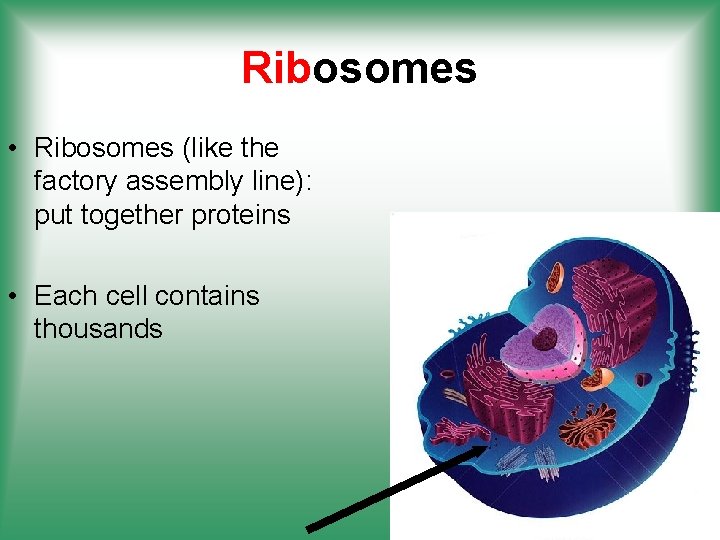 Ribosomes • Ribosomes (like the factory assembly line): put together proteins • Each cell