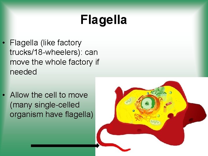 Flagella • Flagella (like factory trucks/18 -wheelers): can move the whole factory if needed