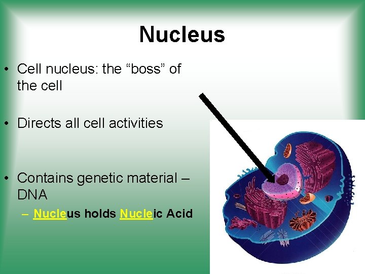 Nucleus • Cell nucleus: the “boss” of the cell • Directs all cell activities