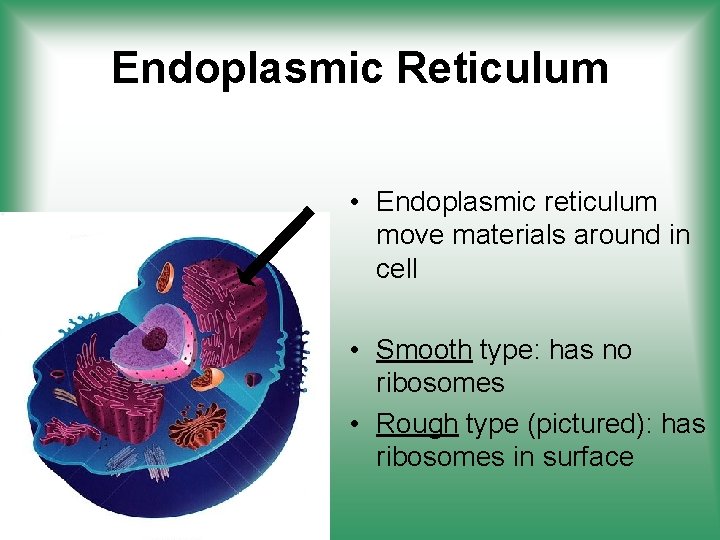Endoplasmic Reticulum • Endoplasmic reticulum move materials around in cell • Smooth type: has