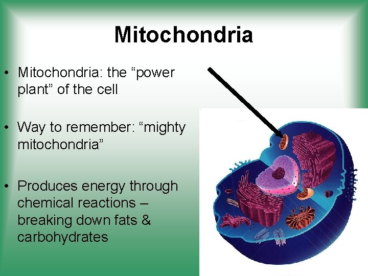 Mitochondria • Mitochondria: the “power plant” of the cell • Way to remember: “mighty