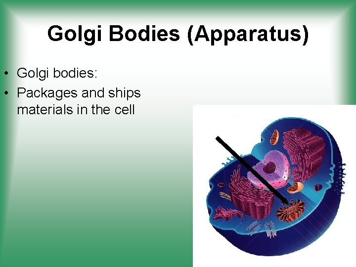 Golgi Bodies (Apparatus) • Golgi bodies: • Packages and ships materials in the cell