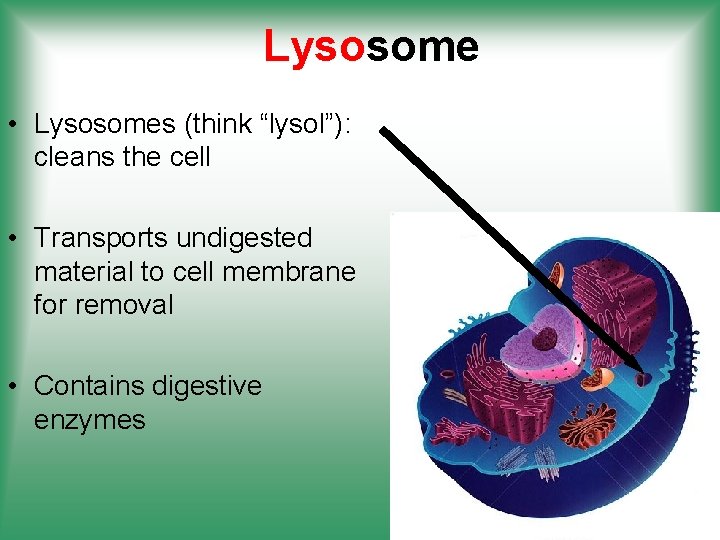 Lysosome • Lysosomes (think “lysol”): cleans the cell • Transports undigested material to cell