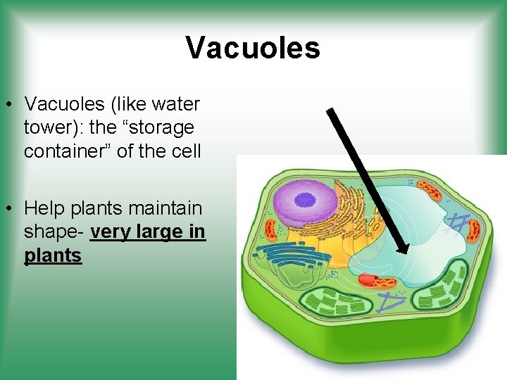 Vacuoles • Vacuoles (like water tower): the “storage container” of the cell • Help