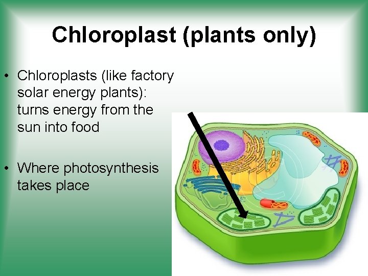 Chloroplast (plants only) • Chloroplasts (like factory solar energy plants): turns energy from the