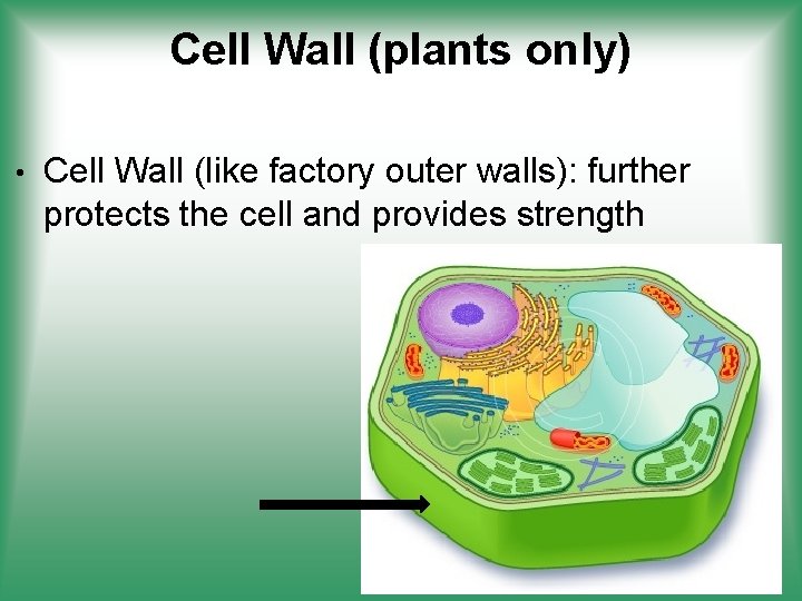 Cell Wall (plants only) • Cell Wall (like factory outer walls): further protects the