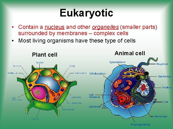 Eukaryotic • Contain a nucleus and other organelles (smaller parts) surrounded by membranes –