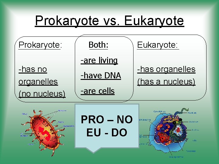 Prokaryote vs. Eukaryote Prokaryote: -has no organelles (no nucleus) Both: -are living -have DNA