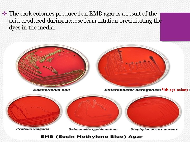 v The dark colonies produced on EMB agar is a result of the acid