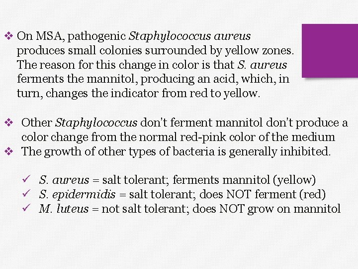 v On MSA, pathogenic Staphylococcus aureus produces small colonies surrounded by yellow zones. The