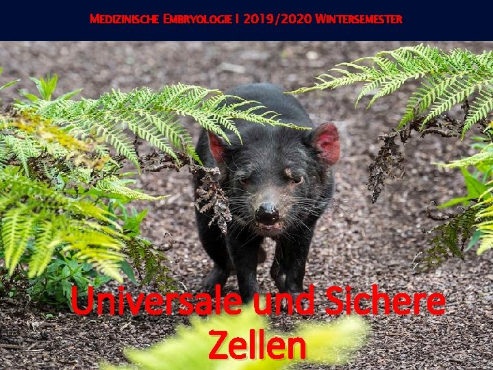 MEDIZINISCHE EMBRYOLOGIE I 2019/2020 WINTERSEMESTER Universale und Sichere Zellen 