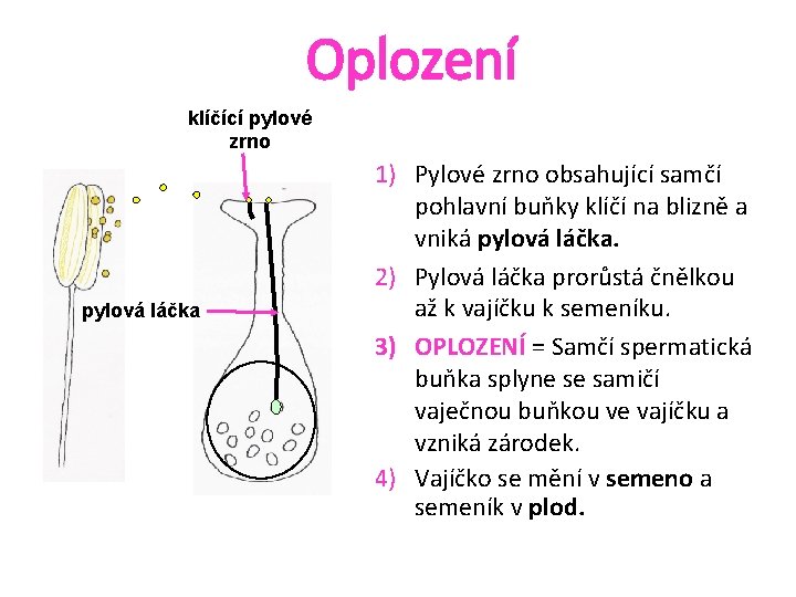 Oplození klíčící pylové zrno pylová láčka 1) Pylové zrno obsahující samčí pohlavní buňky klíčí