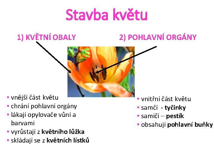 Stavba květu 1) KVĚTNÍ OBALY • vnější část květu • chrání pohlavní orgány •