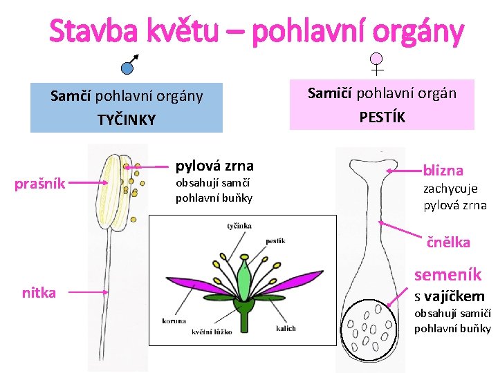 Stavba květu – pohlavní orgány Samčí pohlavní orgány TYČINKY prašník pylová zrna obsahují samčí