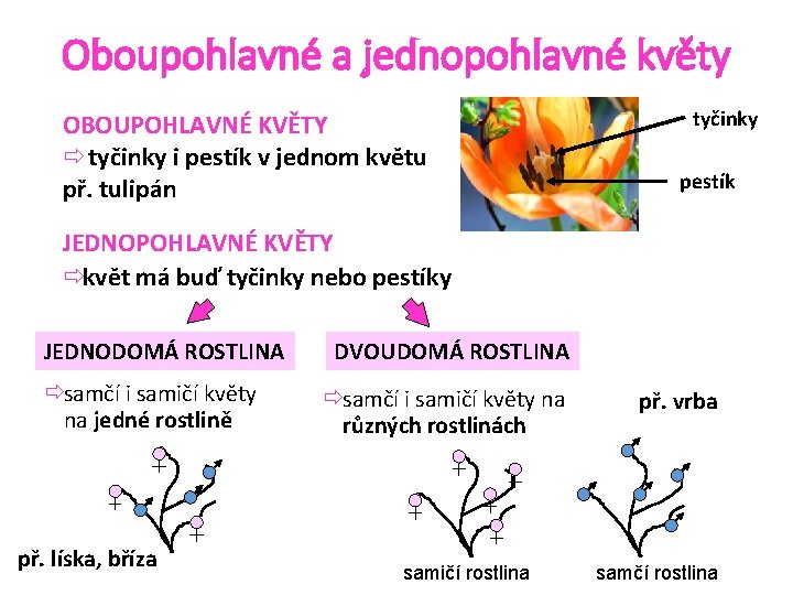 Oboupohlavné a jednopohlavné květy OBOUPOHLAVNÉ KVĚTY ð tyčinky i pestík v jednom květu př.