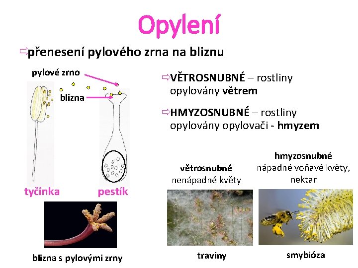 Opylení ðpřenesení pylového zrna na bliznu pylové zrno ðVĚTROSNUBNÉ – rostliny opylovány větrem blizna