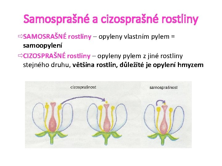 Samosprašné a cizosprašné rostliny ðSAMOSRAŠNÉ rostliny – opyleny vlastním pylem = samoopylení ðCIZOSPRAŠNÉ rostliny