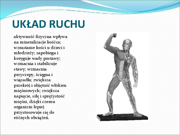 UKŁAD RUCHU aktywność fizyczna wpływa na mineralizacje kośćca; wzrastanie kości u dzieci i młodzieży;