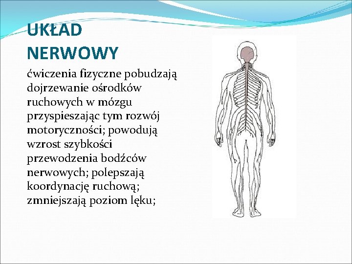 UKŁAD NERWOWY ćwiczenia fizyczne pobudzają dojrzewanie ośrodków ruchowych w mózgu przyspieszając tym rozwój motoryczności;