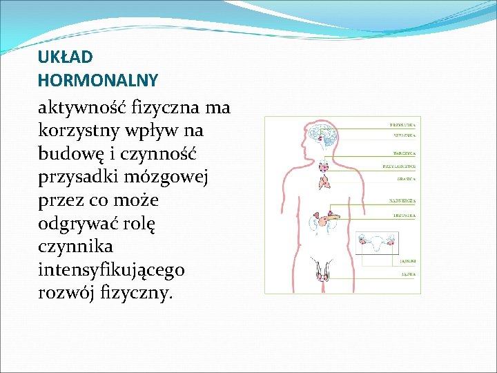 UKŁAD HORMONALNY aktywność fizyczna ma korzystny wpływ na budowę i czynność przysadki mózgowej przez