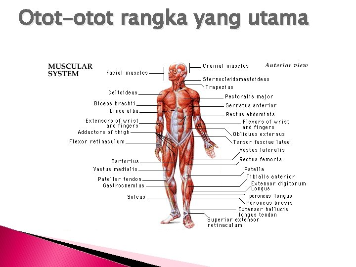 Otot-otot rangka yang utama 