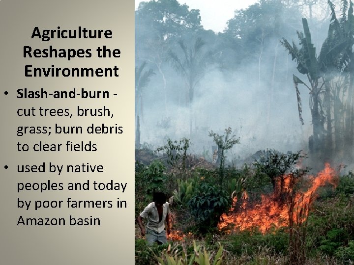 Agriculture Reshapes the Environment • Slash-and-burn cut trees, brush, grass; burn debris to clear