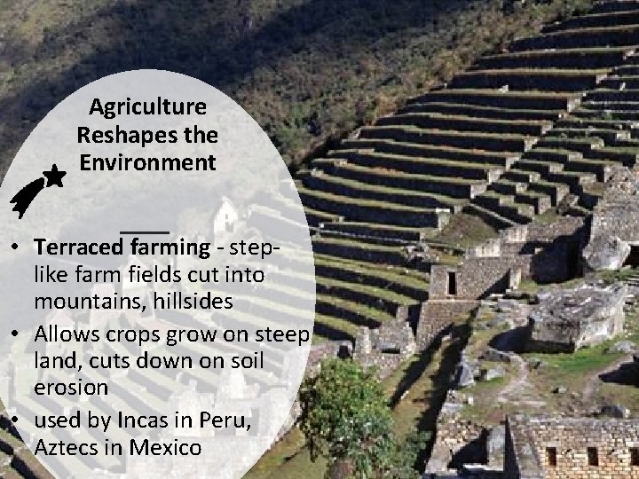 Agriculture Reshapes the Environment • Terraced farming - steplike farm fields cut into mountains,