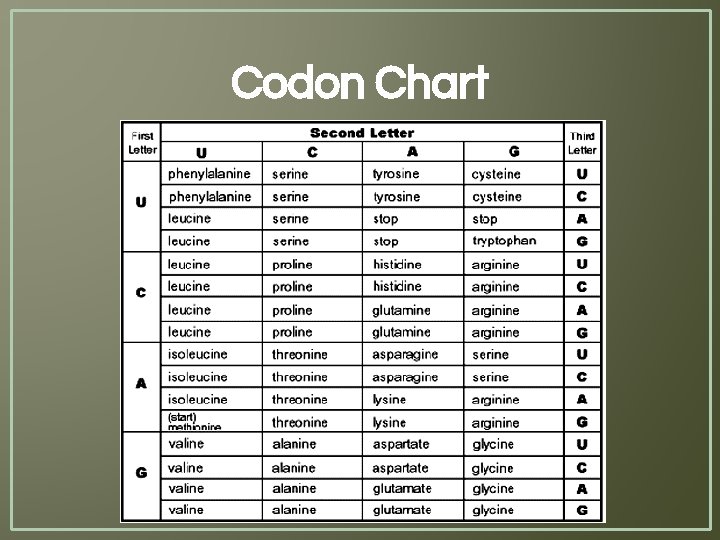 Codon Chart 