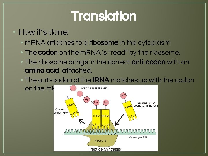 Translation • How it’s done: • m. RNA attaches to a ribosome in the
