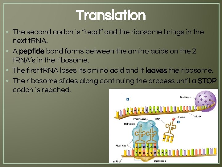 Translation • The second codon is “read” and the ribosome brings in the next