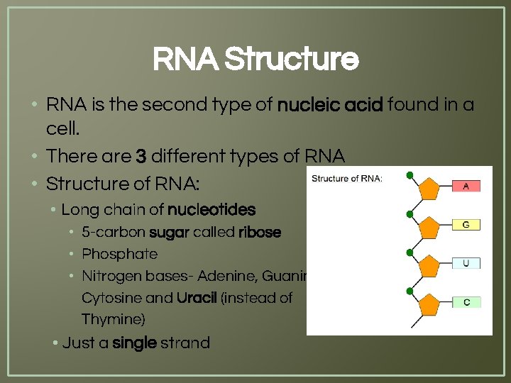 RNA Structure • RNA is the second type of nucleic acid found in a