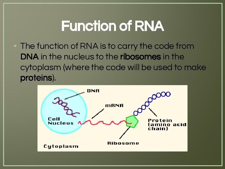 Function of RNA • The function of RNA is to carry the code from