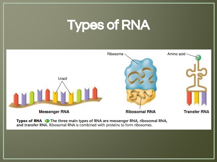 Types of RNA 