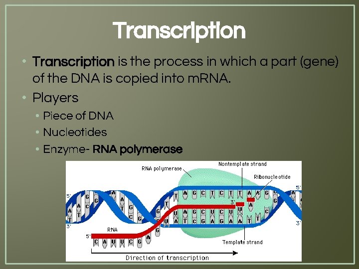 Transcription • Transcription is the process in which a part (gene) of the DNA