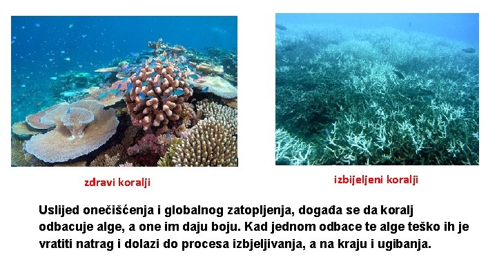 zdravi koralji izbijeljeni koralji Uslijed onečišćenja i globalnog zatopljenja, događa se da koralj odbacuje