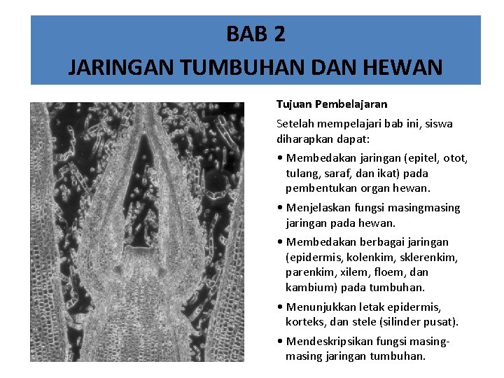 BAB 2 JARINGAN TUMBUHAN DAN HEWAN Tujuan Pembelajaran Setelah mempelajari bab ini, siswa diharapkan