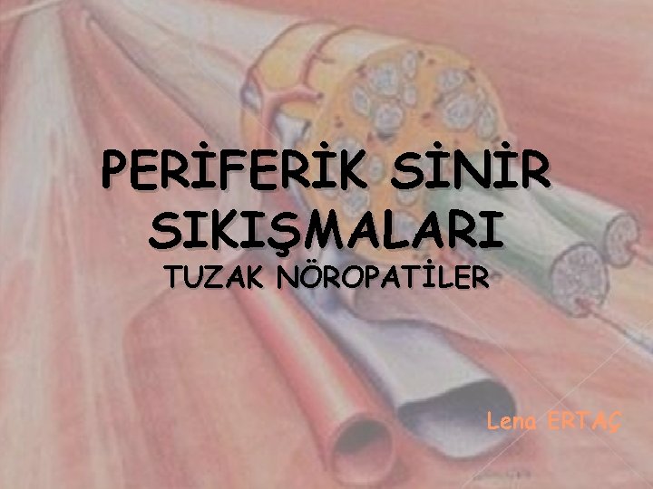 PERİFERİK SİNİR SIKIŞMALARI TUZAK NÖROPATİLER Lena ERTAÇ 