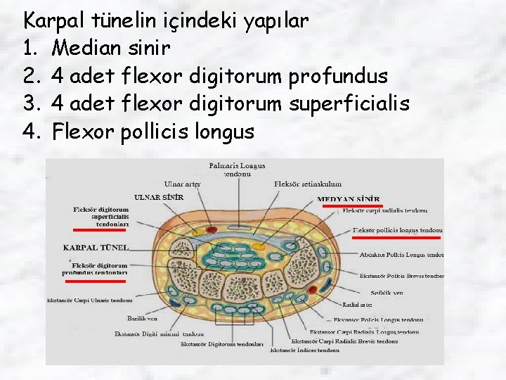Karpal tünelin içindeki yapılar 1. Median sinir 2. 4 adet flexor digitorum profundus 3.