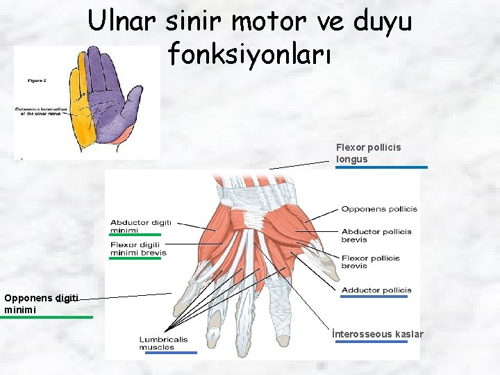 Ulnar sinir motor ve duyu fonksiyonları Flexor pollicis longus Opponens digiti minimi İnterosseous kaslar