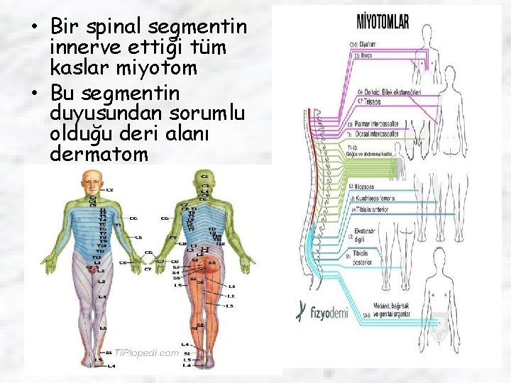  • Bir spinal segmentin innerve ettiği tüm kaslar miyotom • Bu segmentin duyusundan