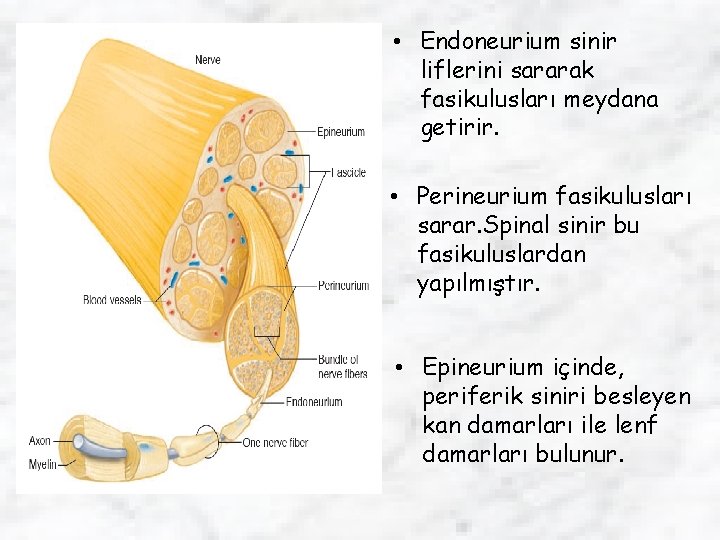  • Endoneurium sinir liflerini sararak fasikulusları meydana getirir. • Perineurium fasikulusları sarar. Spinal