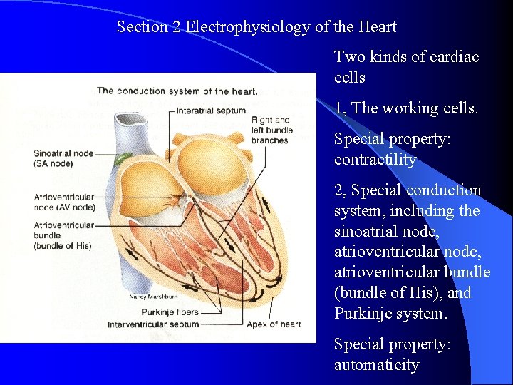 Section 2 Electrophysiology of the Heart Two kinds of cardiac cells 1, The working