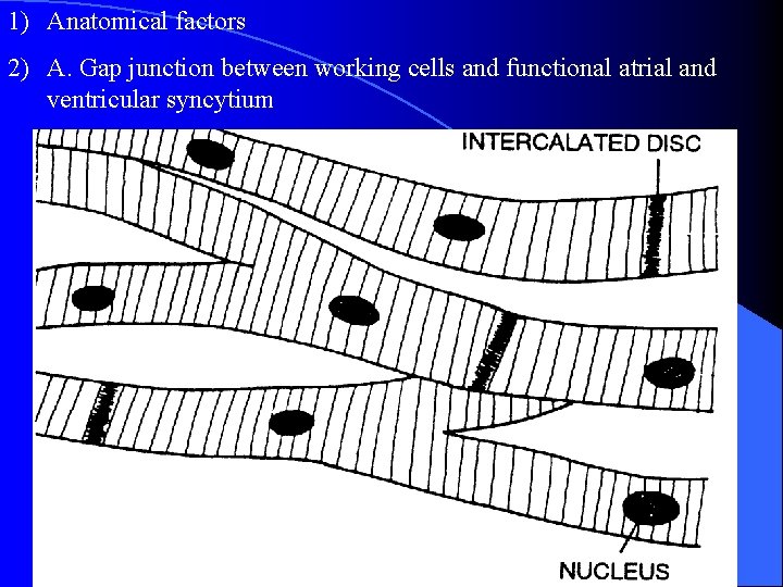 1) Anatomical factors 2) A. Gap junction between working cells and functional atrial and