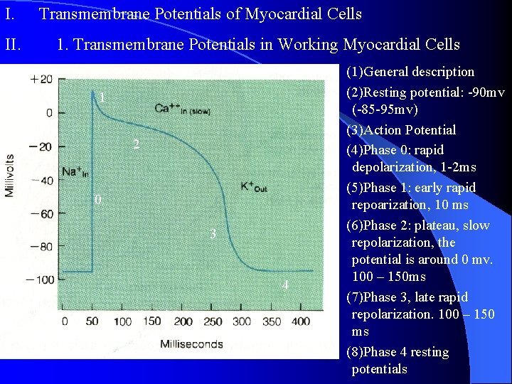 I. II. Transmembrane Potentials of Myocardial Cells 1. Transmembrane Potentials in Working Myocardial Cells