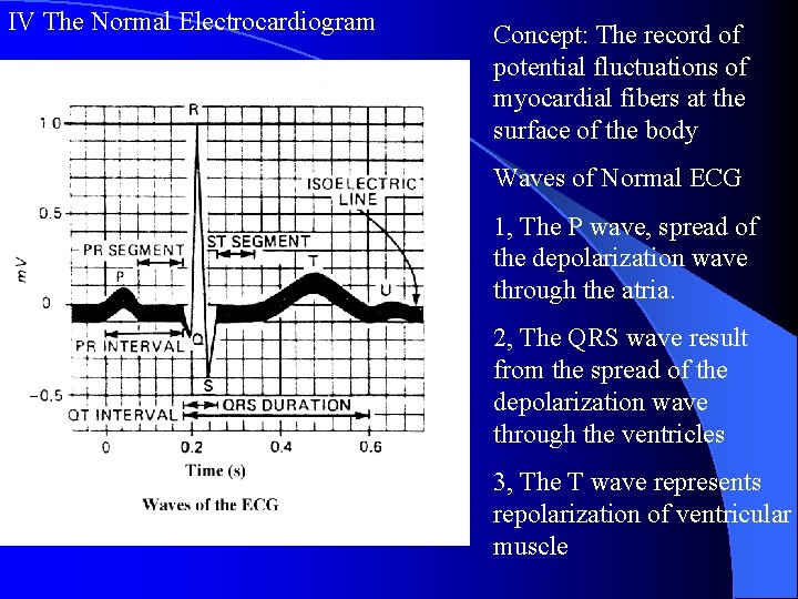 IV The Normal Electrocardiogram Concept: The record of potential fluctuations of myocardial fibers at