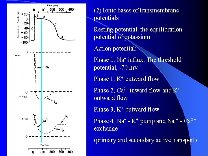 (2) Ionic bases of transmembrane potentials Resting potential: the equilibration potential of potassium Action