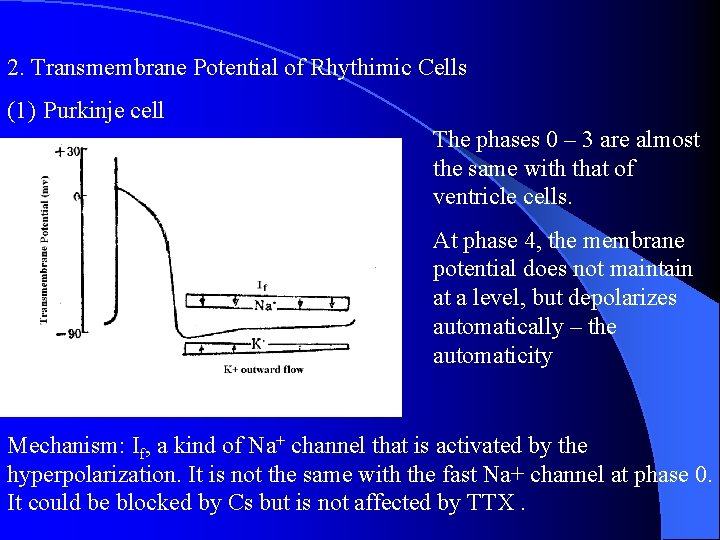 2. Transmembrane Potential of Rhythimic Cells (1) Purkinje cell The phases 0 – 3