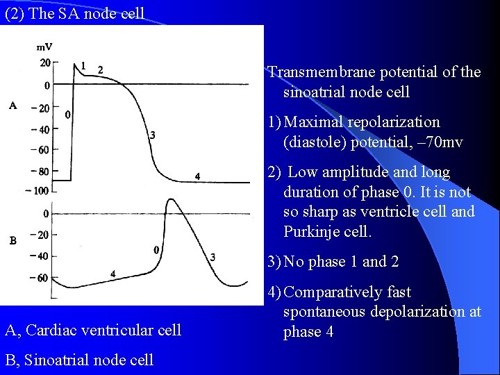 (2) The SA node cell Transmembrane potential of the sinoatrial node cell 1) Maximal