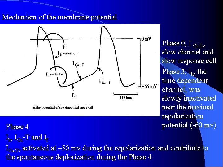 Mechanism of the membrane potential Phase 0, I Ca-L, slow channel and slow response